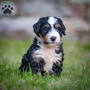 Fuji, Mini Bernedoodle Puppy